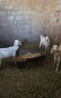 بز کره
