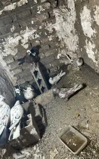 ۱۰تا کفت ساعتی سالم فوری