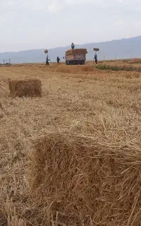 کاه وکلش گندم