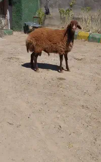 بره قوچ همو، فنوتیپ عالی با رنگ سرخ