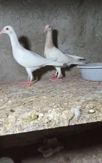 هفت رنگ یهودی
