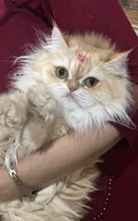 گربه گمشده