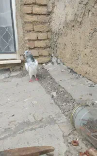 جفت گلفه سرور
