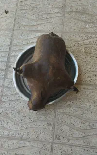 هیزه ۱۴ کیلو