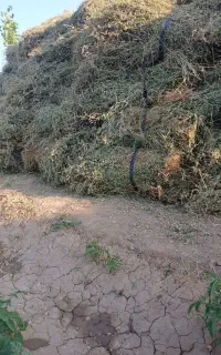 یونجه