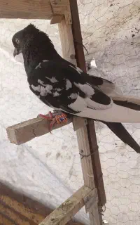 طوقی سینه سیاه