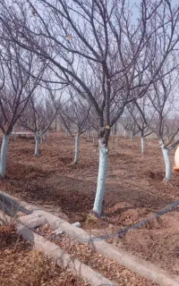 سمپاشی باغبانی و درختکاری هرس  تیلر کودوگل سم پاشی
