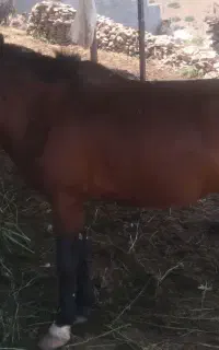 فروش اسب