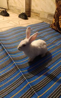 خرگوش