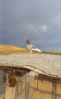 کبوتر نفتی نر پلاکی