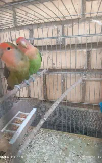 جفت کوتوله برزیلی