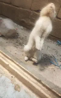 خرگوش نر