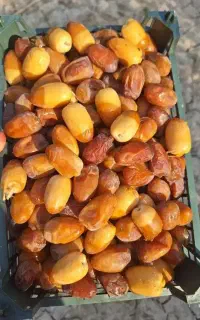 رطب باغدار هستم