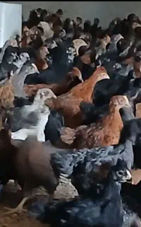 جوجه مرغ محلی گلپایگانی