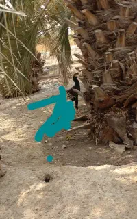 خروس اصل نژاد فروشی