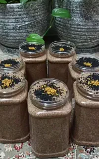 معجون پسر زایی و دختر زایی