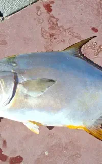 ماهی جاش و هامور صید امروز