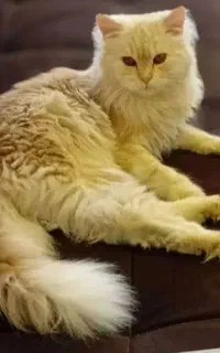گربه نر پرشین اصیل
