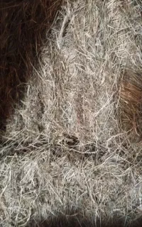پرس چمن