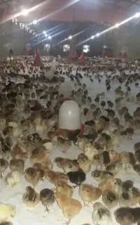 جوجه محلی درجه یک