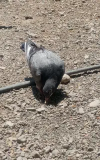 کفتر پلاکی