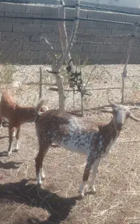 بز فروشی