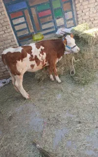 گوساله‌ سیمینتال‌ماده