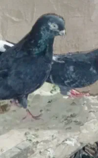 پرنده