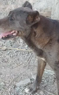 سگ ماده افغان نزدیک فحل
