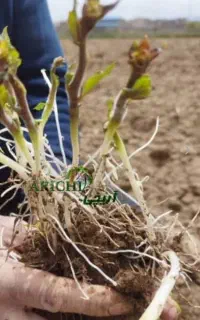 کود نانو مخصوص سیب زمینی فعالسازی جوانه ها