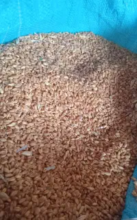 گندم فروشی