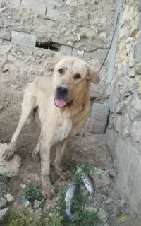 پژدر