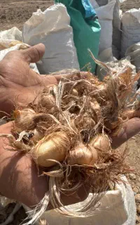 پیاز زعفران