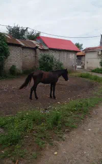 اسب کره نریان
