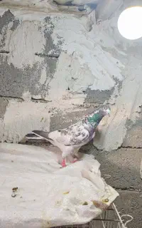 چهارعددکبوتریک پاکستانی وپتی واله