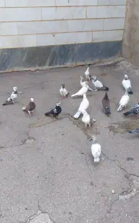 کبوتر یزد