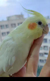 عروس هلندی