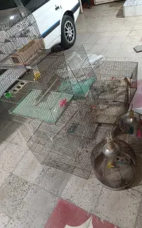 قفس پرنده