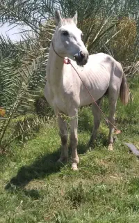 اسب ترکمن