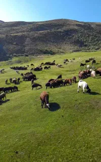 میش بره دار