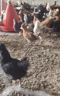 جوجه یک ماهه تخم گذار