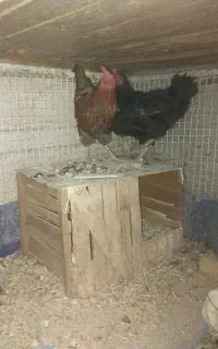 مرغ بومی خانگی