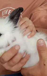 فروش خرگوش