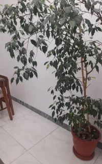 گل و درختچه بنجامین سبز