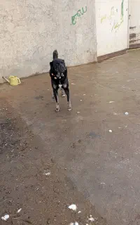سگ .