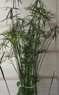 گل طبیعی مرداب.