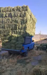 یونجه