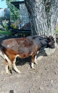 یک راس گوساله