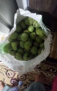 گردو تر