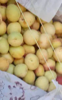 شلیل زردآلو گیلاس